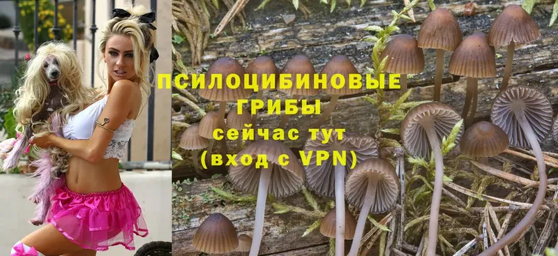 Псилоцибиновые грибы Psilocybe  Октябрьский 